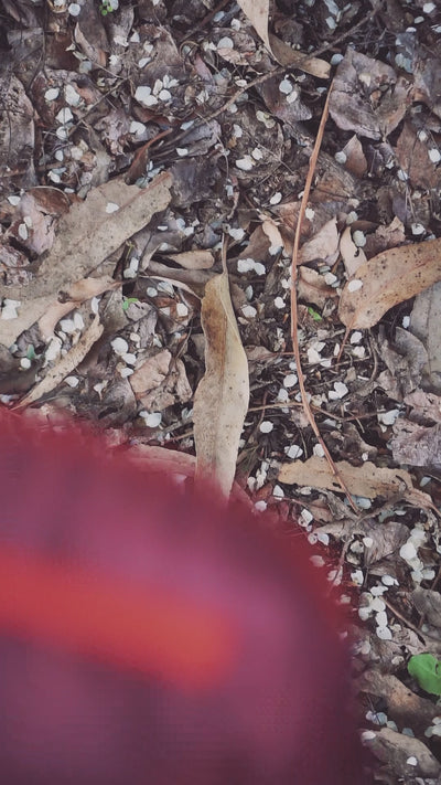 Reel Bananos Outdoor.mp4